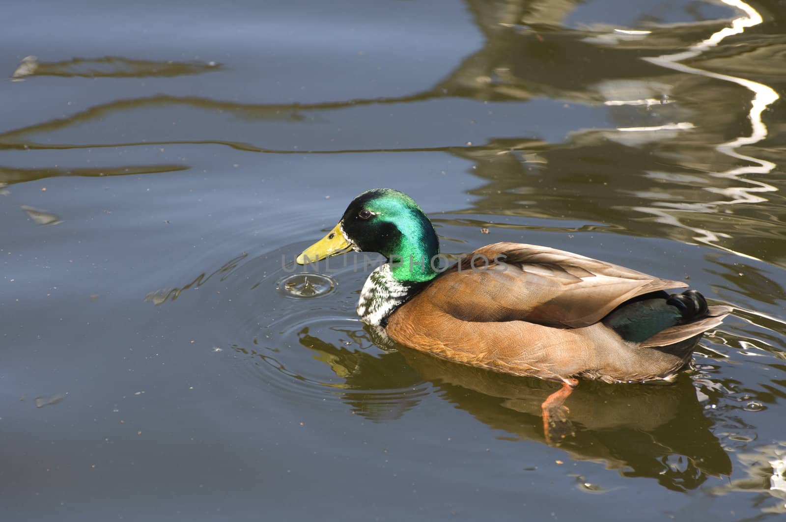 Greenland Mallard swimming