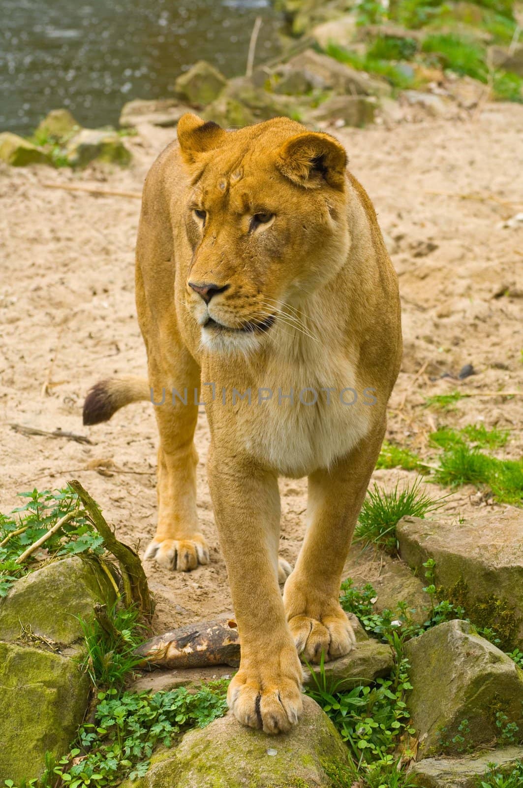 Standing  lioness standing observing