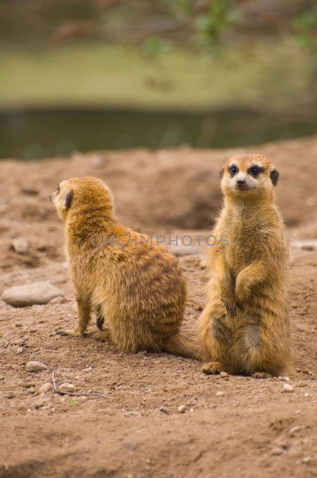Two meerkats on the lookout