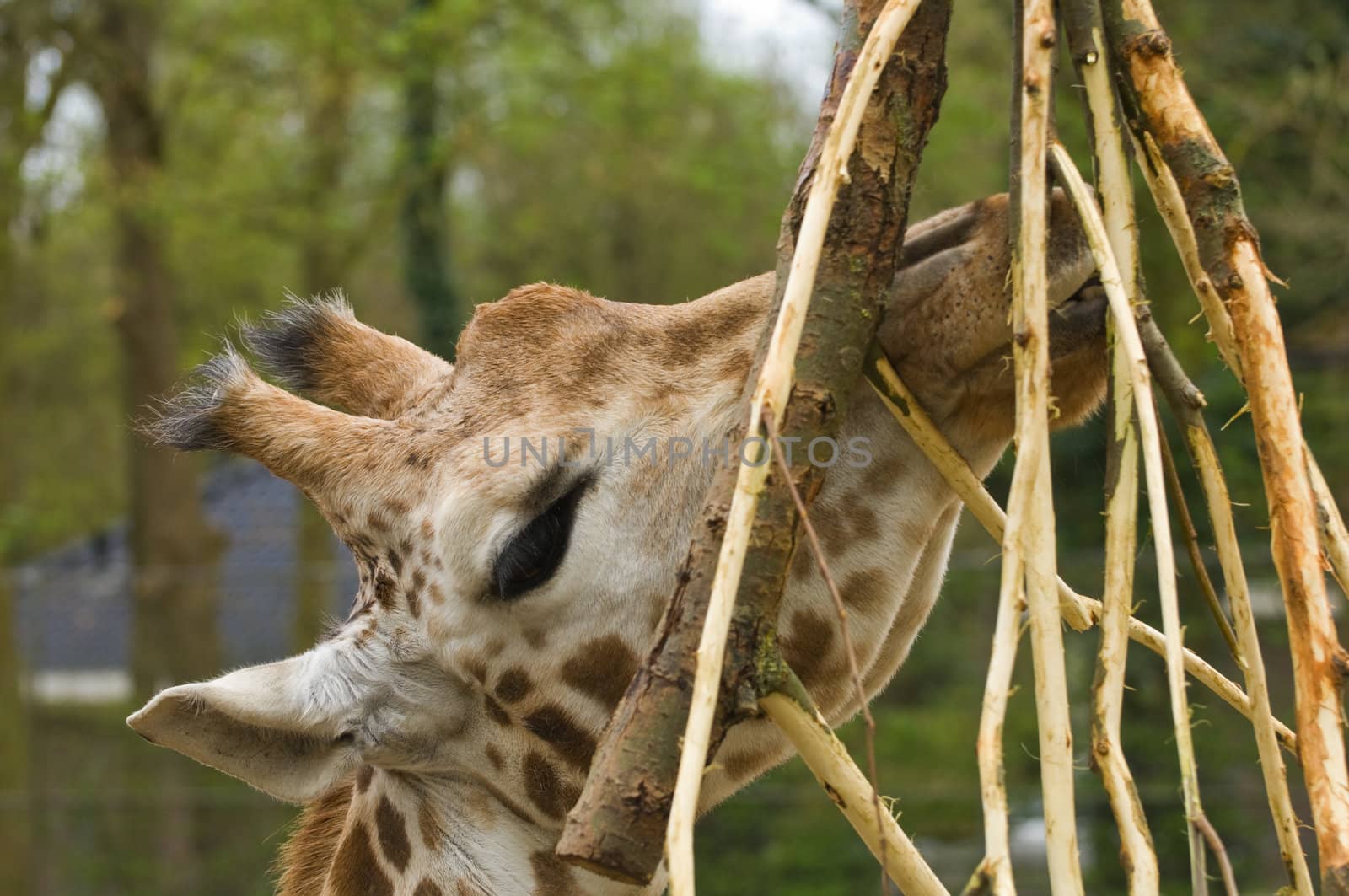 Giraffes head eating branches