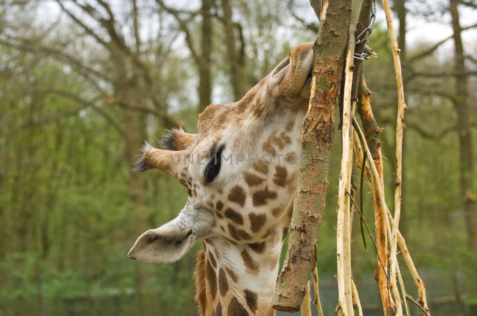 Giraffes head eating branches