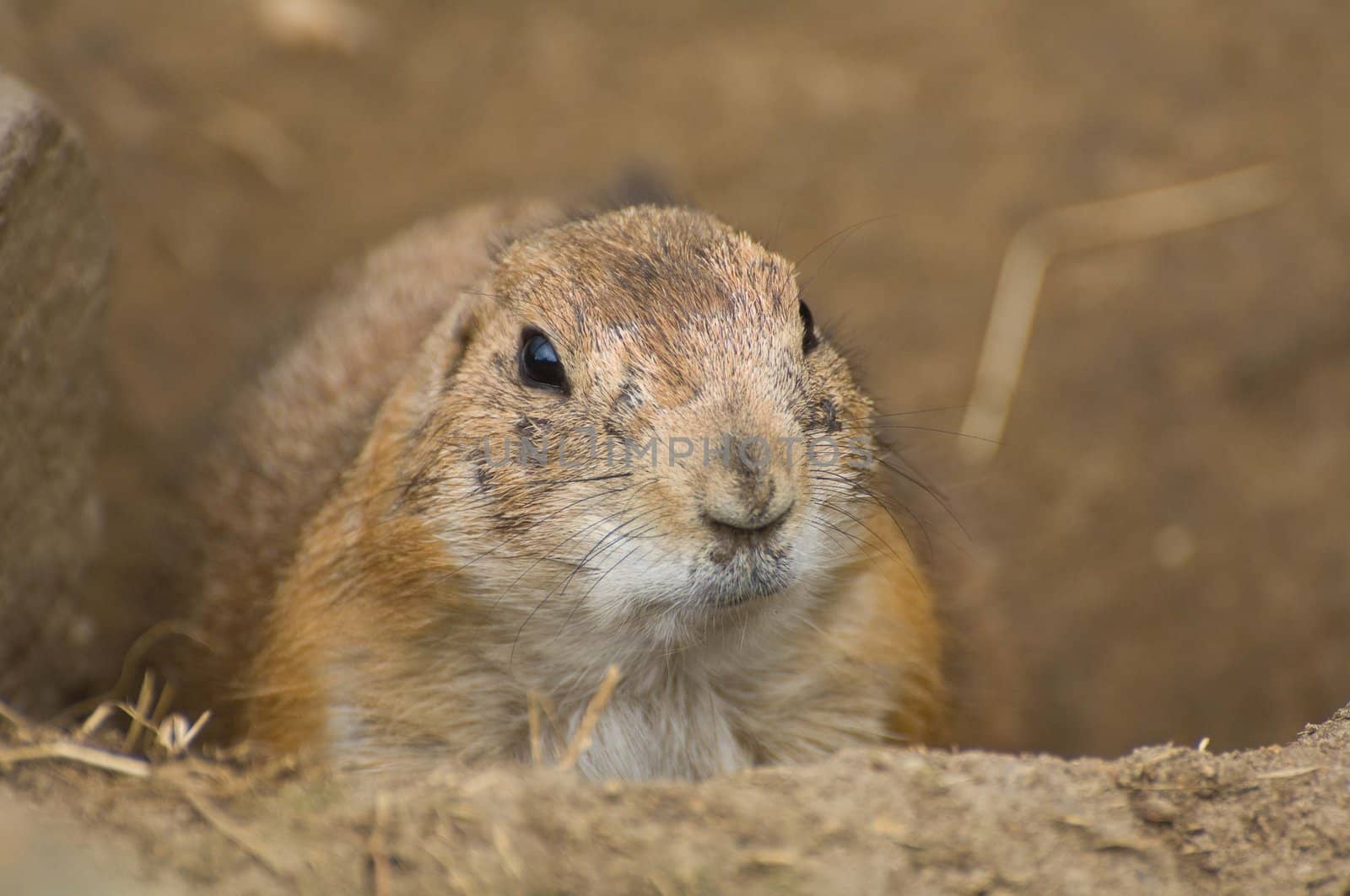 Small marmot peeking out of burrow