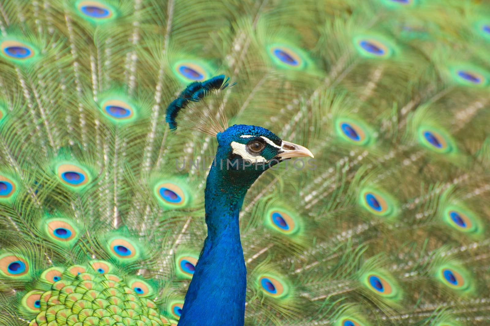 Indian Peafowl showing its feathers