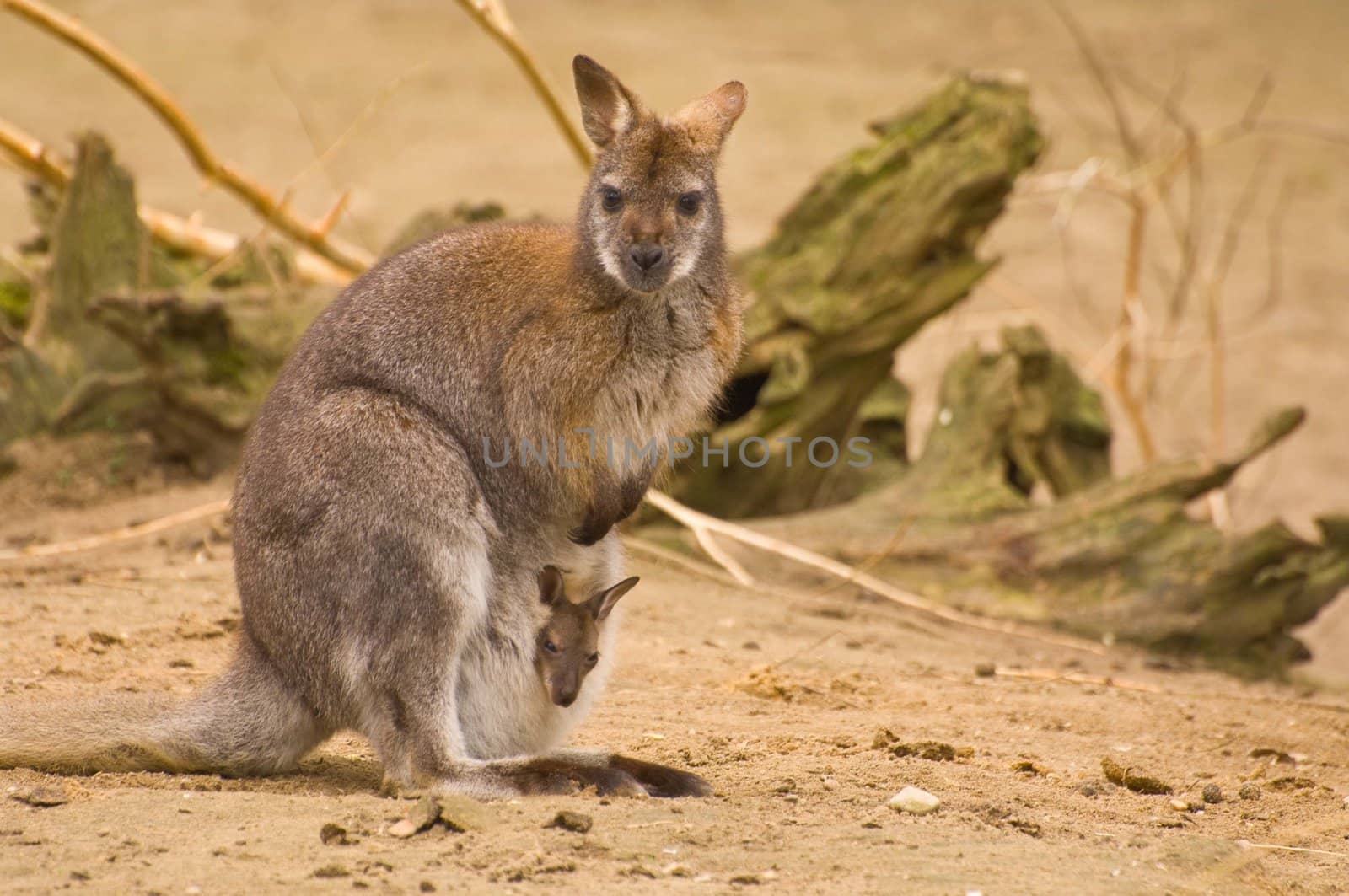 Bennet-wallabie with young in pouch