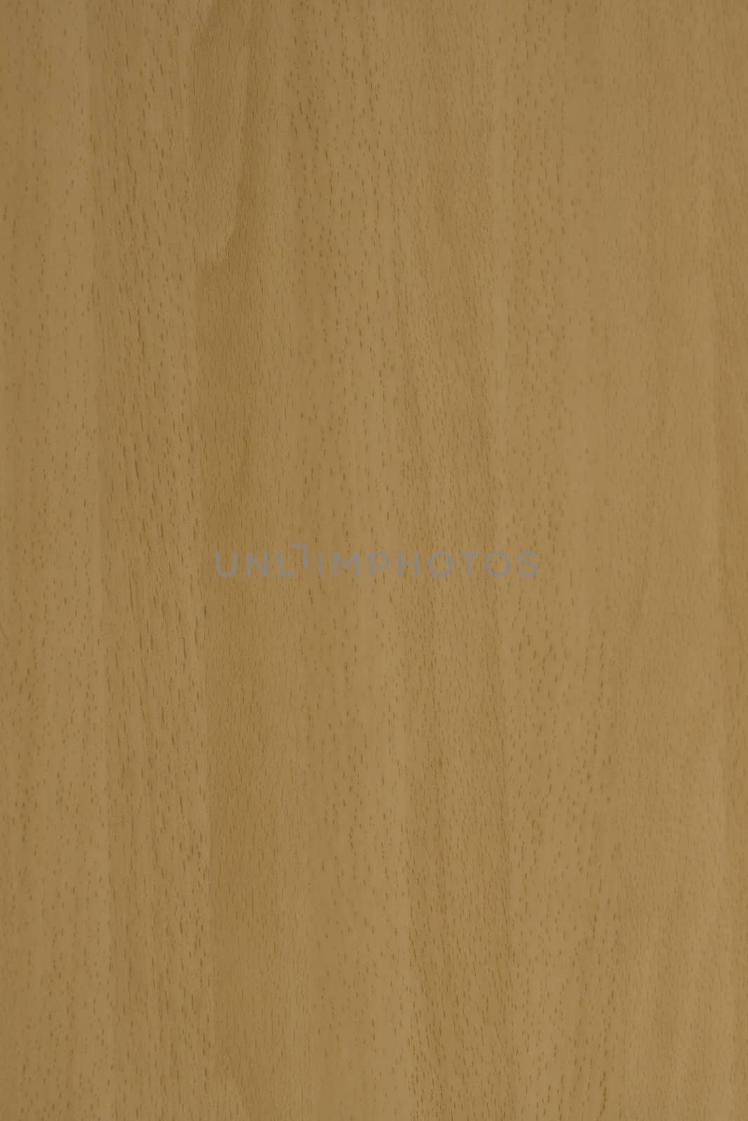 Clos up of beech veneer, light colored