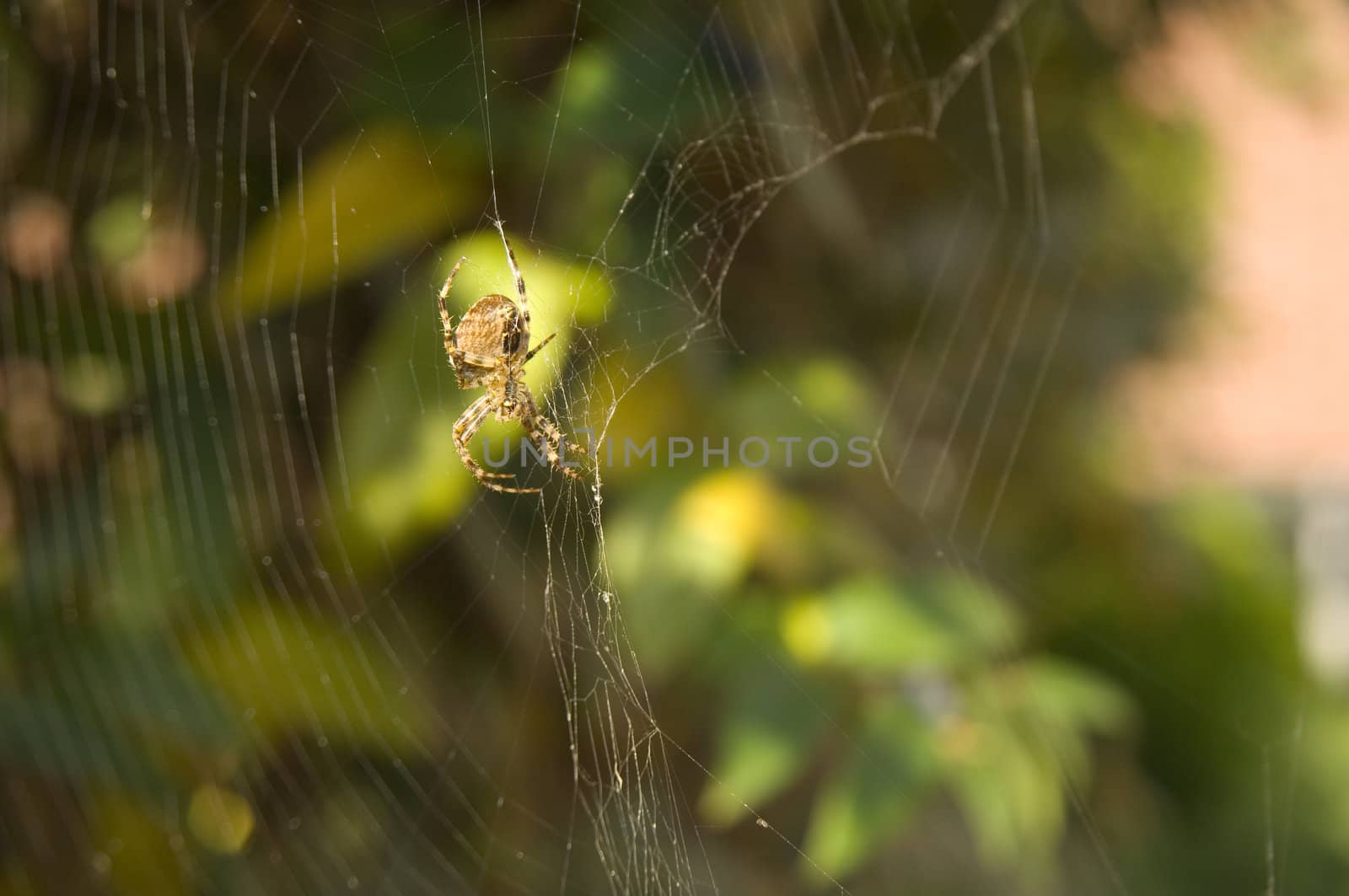 Spider in it's torn web