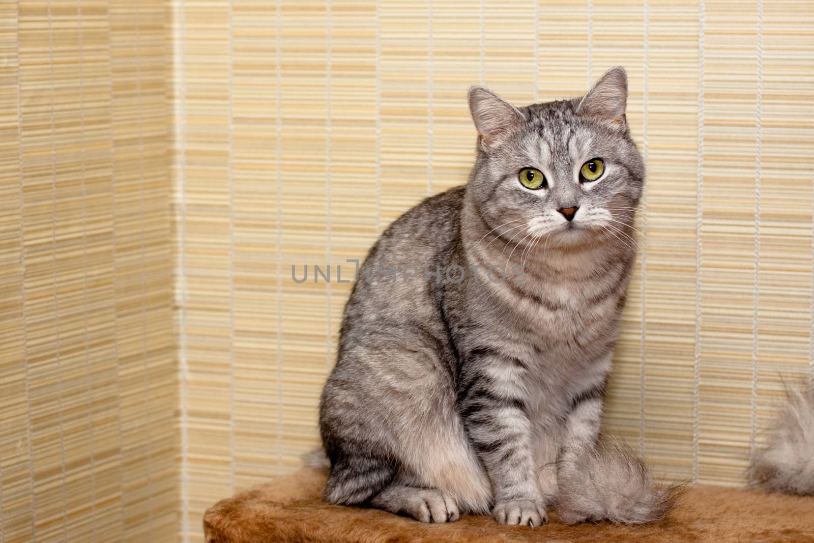 A sitting grey tabby cat

