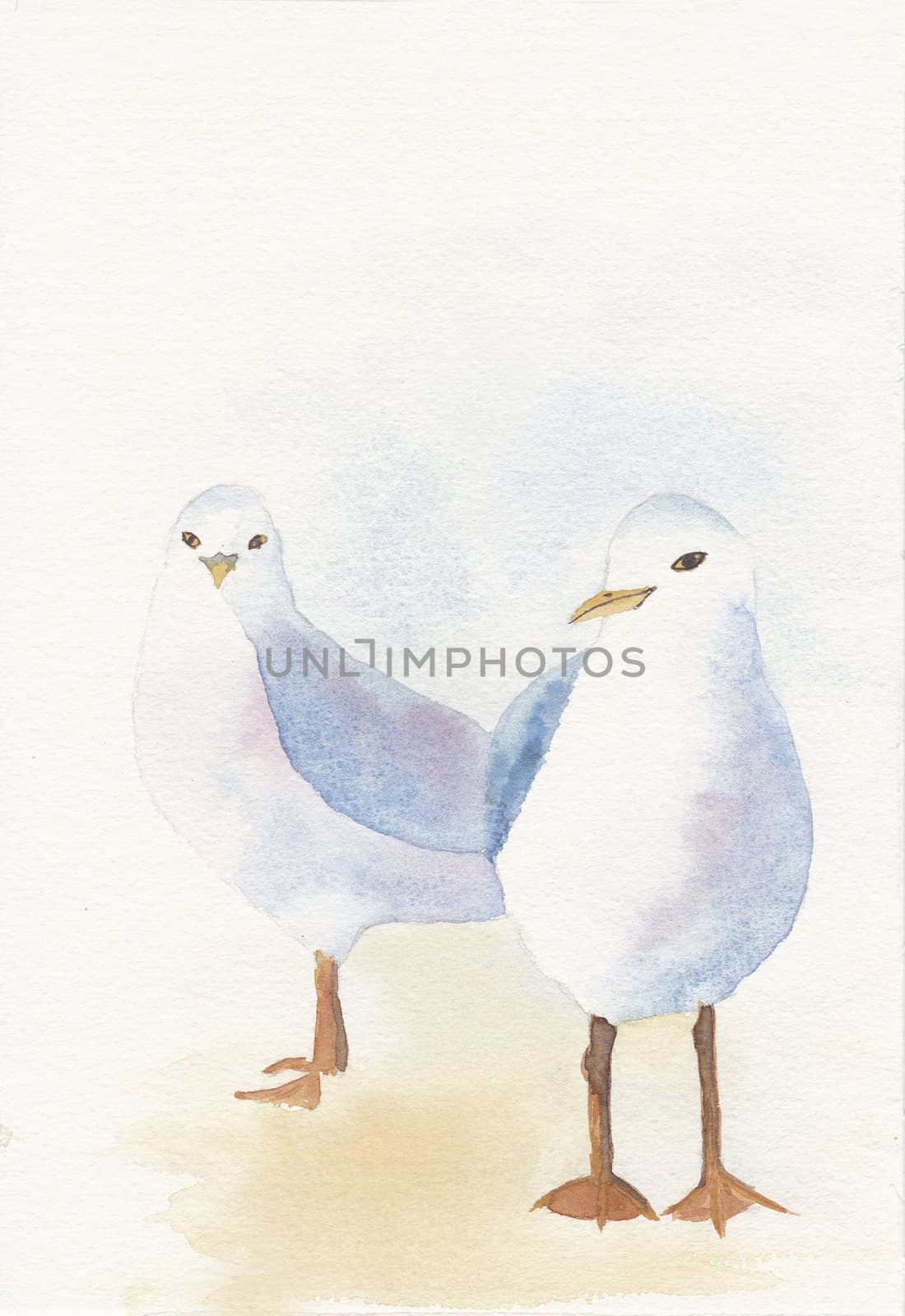 hand painted by me watercolor of two seagulls by paddythegolfer