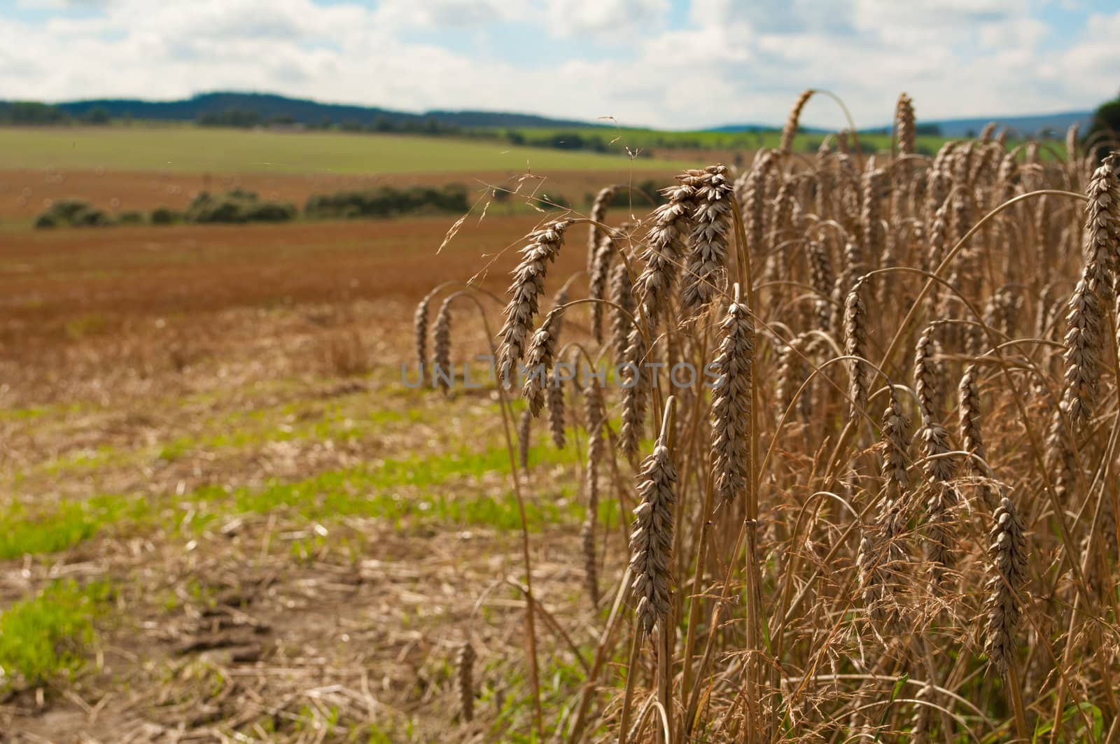 Rural Landscape - Wheat on Harvested Agricultural Field and Blue Sky