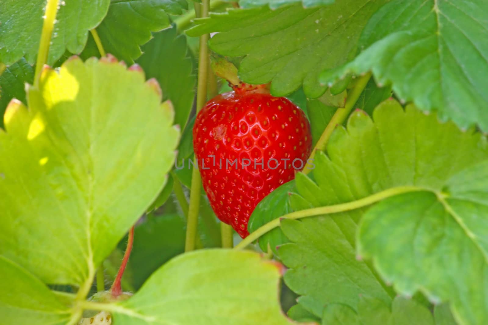 Red ripe strawberry amid leaves