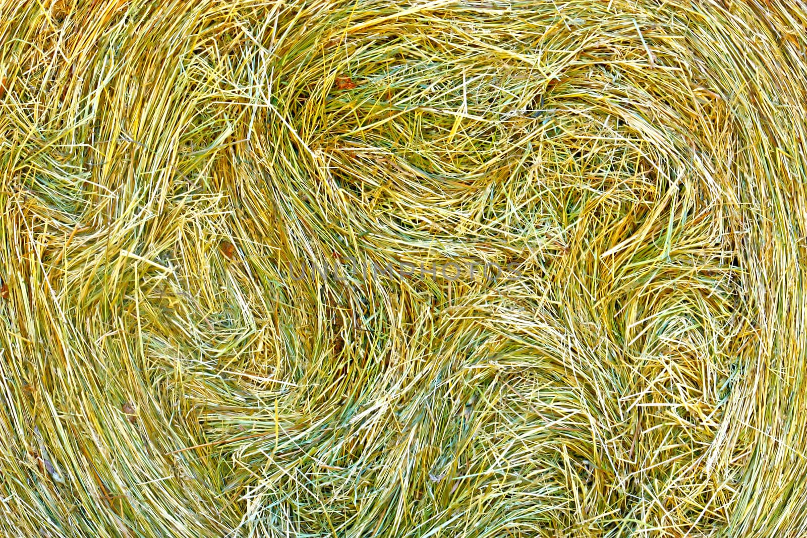 Hay from freshly cut grass, close up