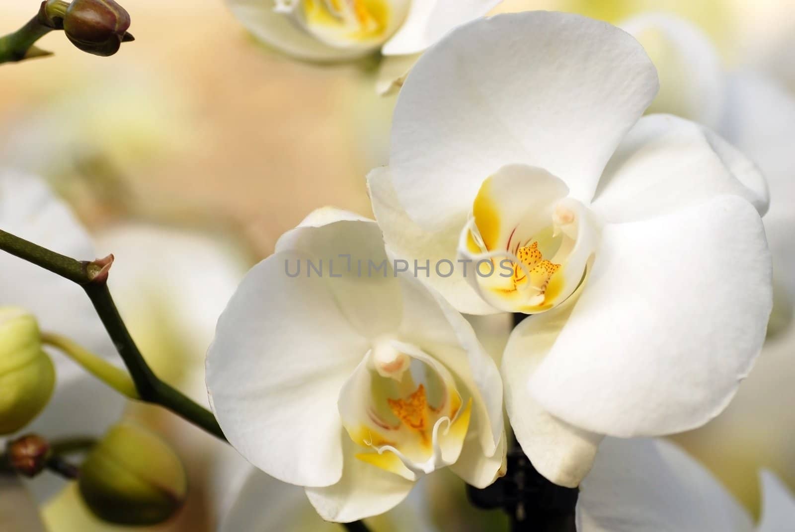 White orchid by simply