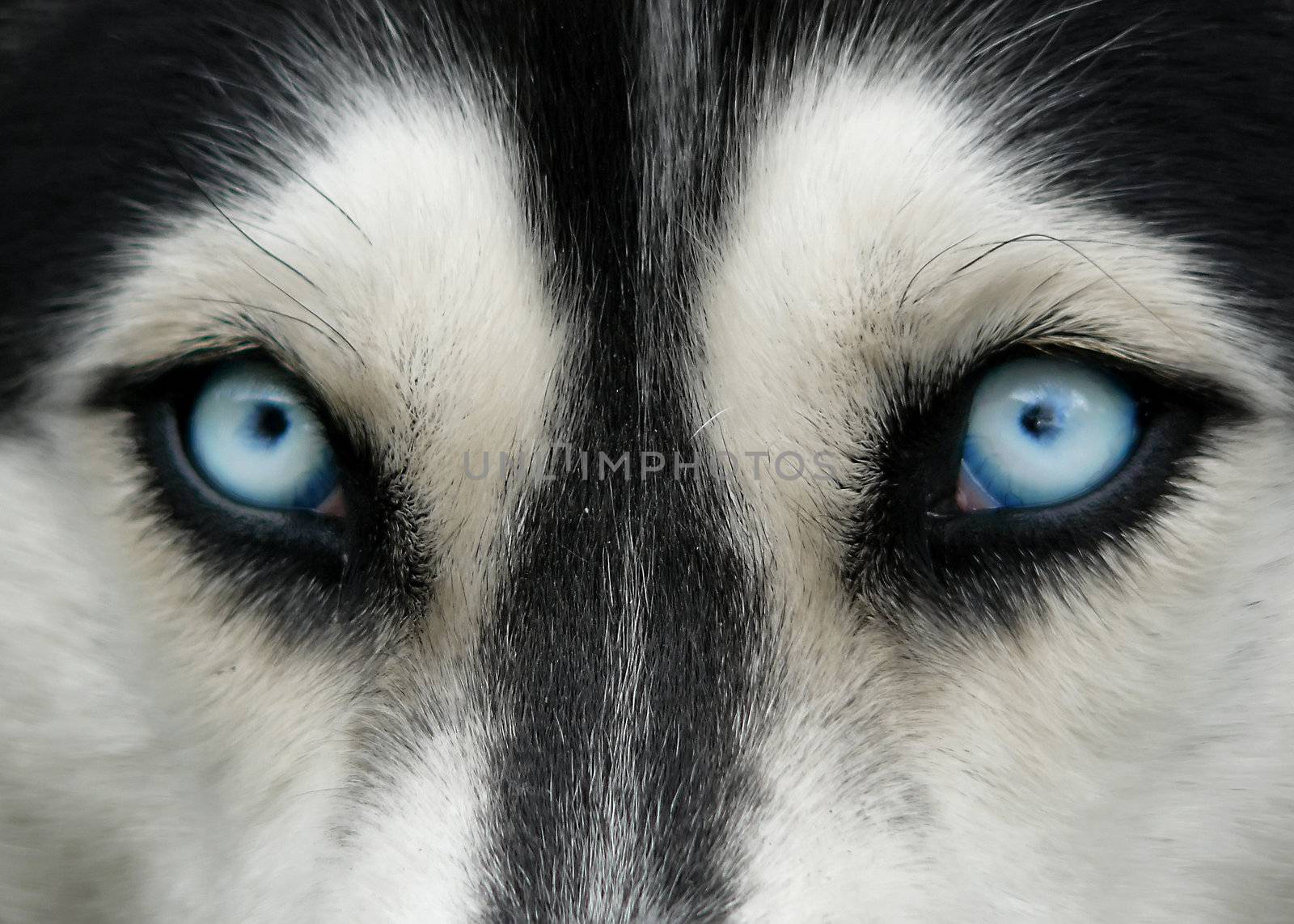 close-up shot of husky dog blue eyes