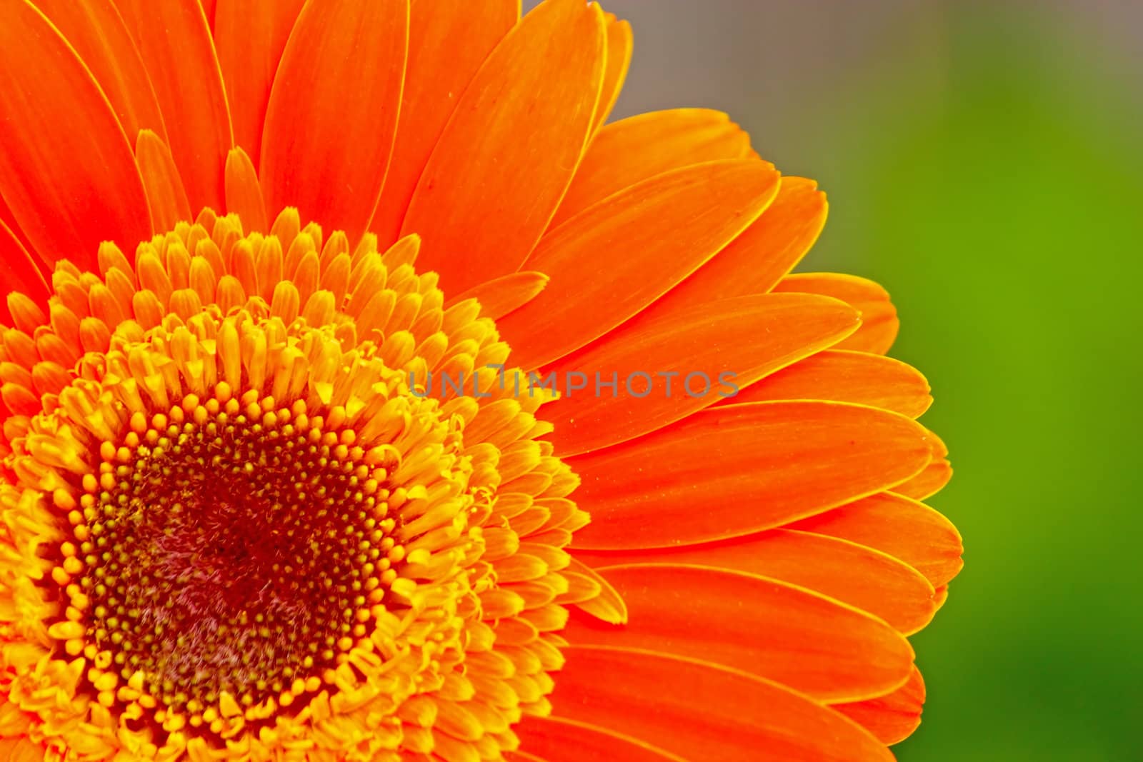 Flower of an orange gerber close-up