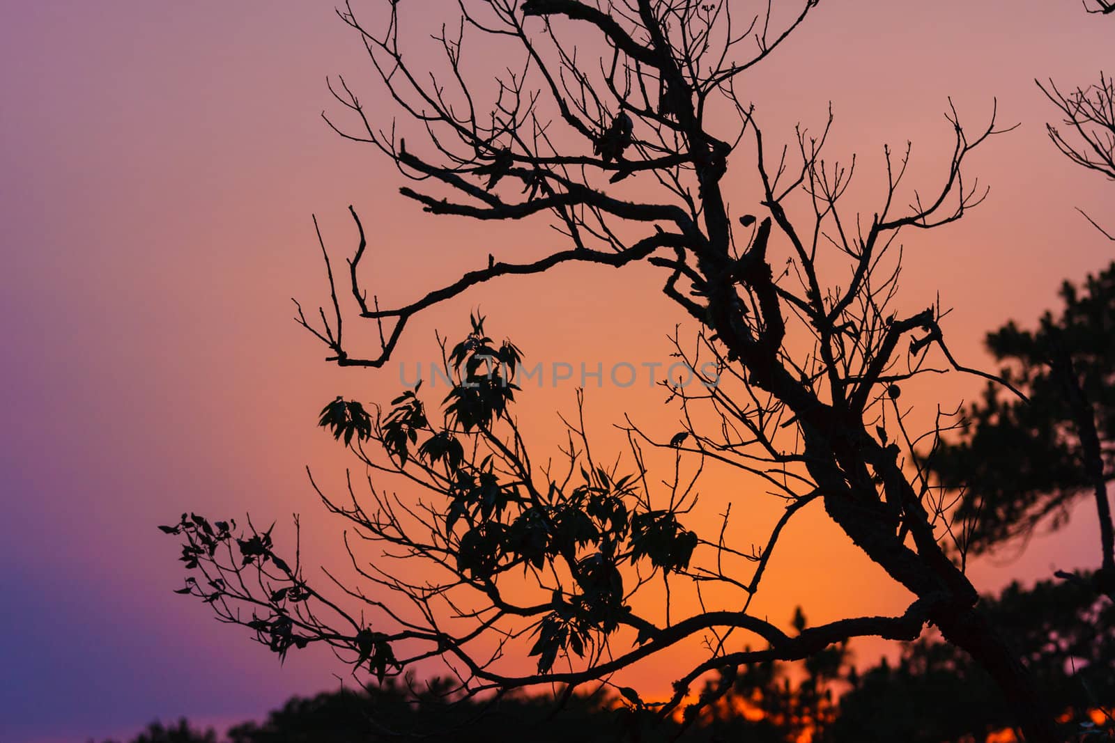 Beautiful sunrise and apline tree at Phukradung National Park, Loei, Thailand.