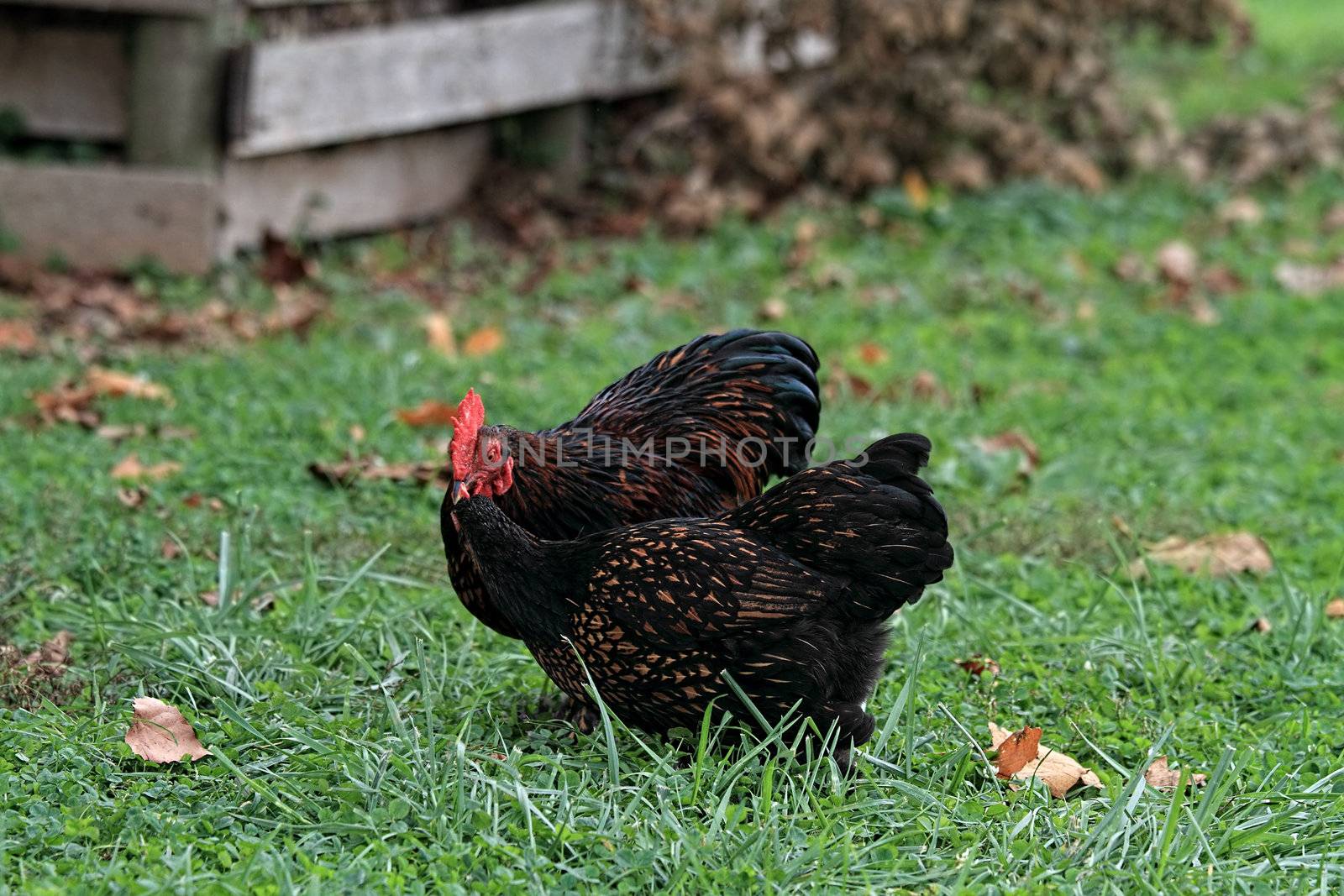 Cochins. A rooster Cochin offers a hen some food.