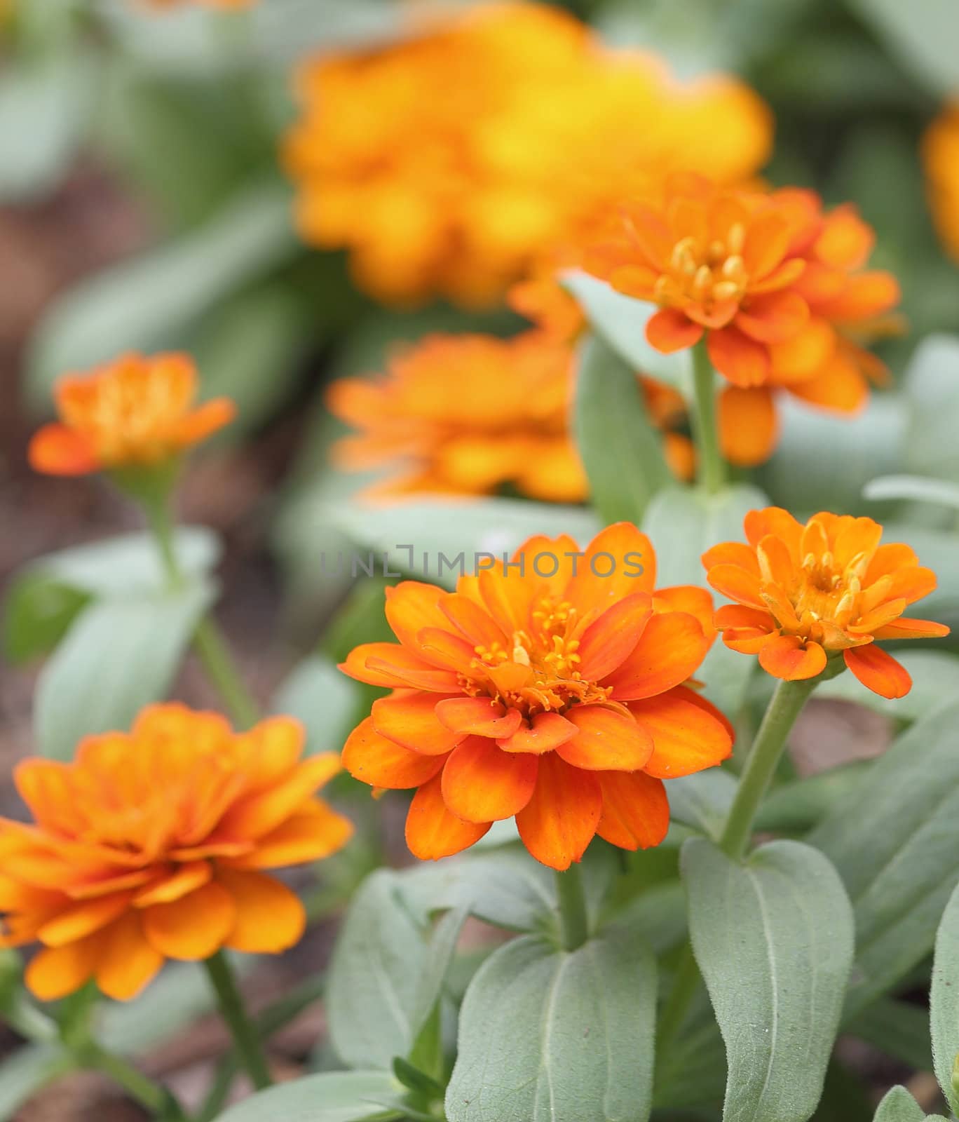 Orange zinnia flowers garden