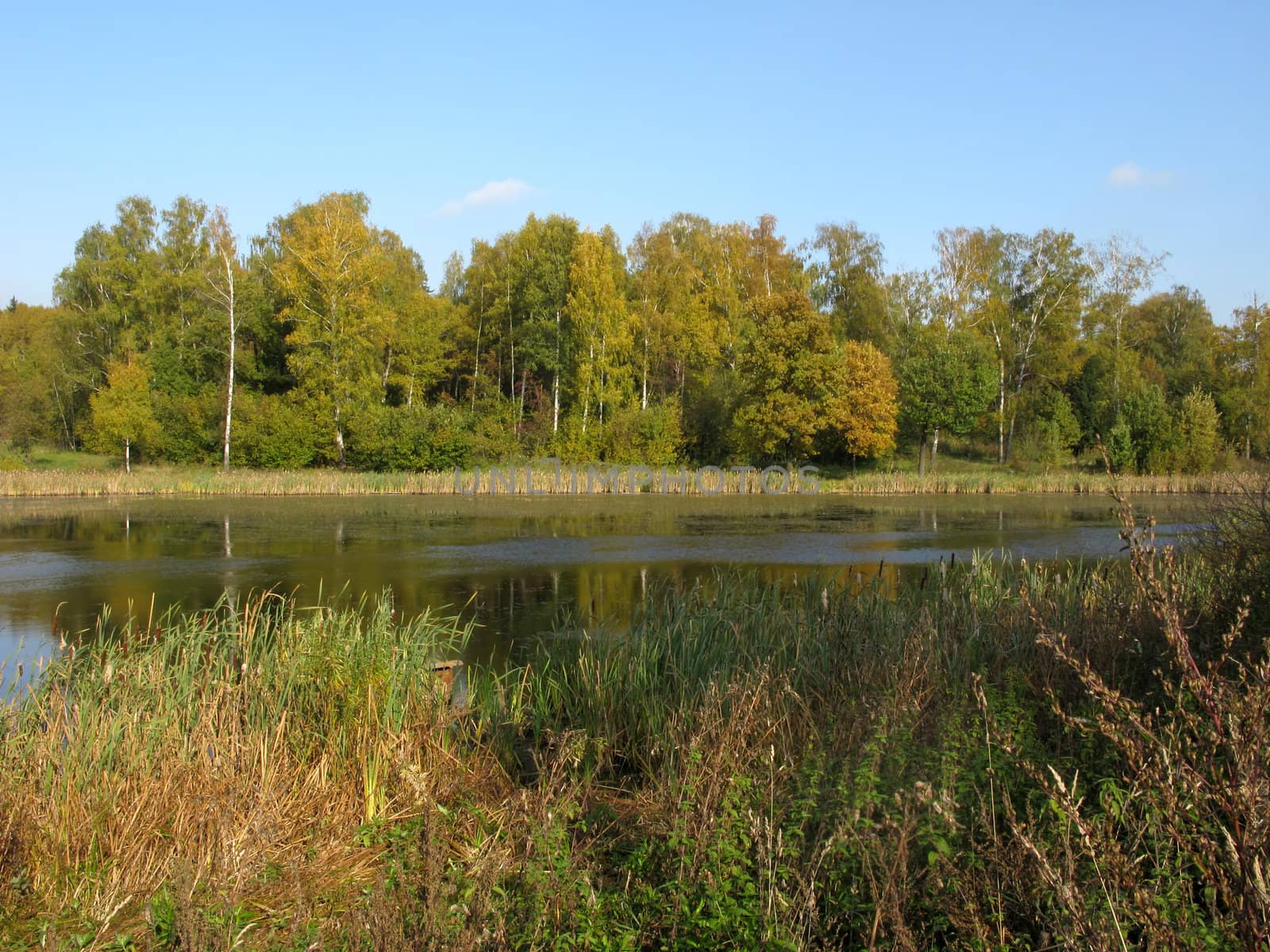 Small lake with grove in the distance, autumn