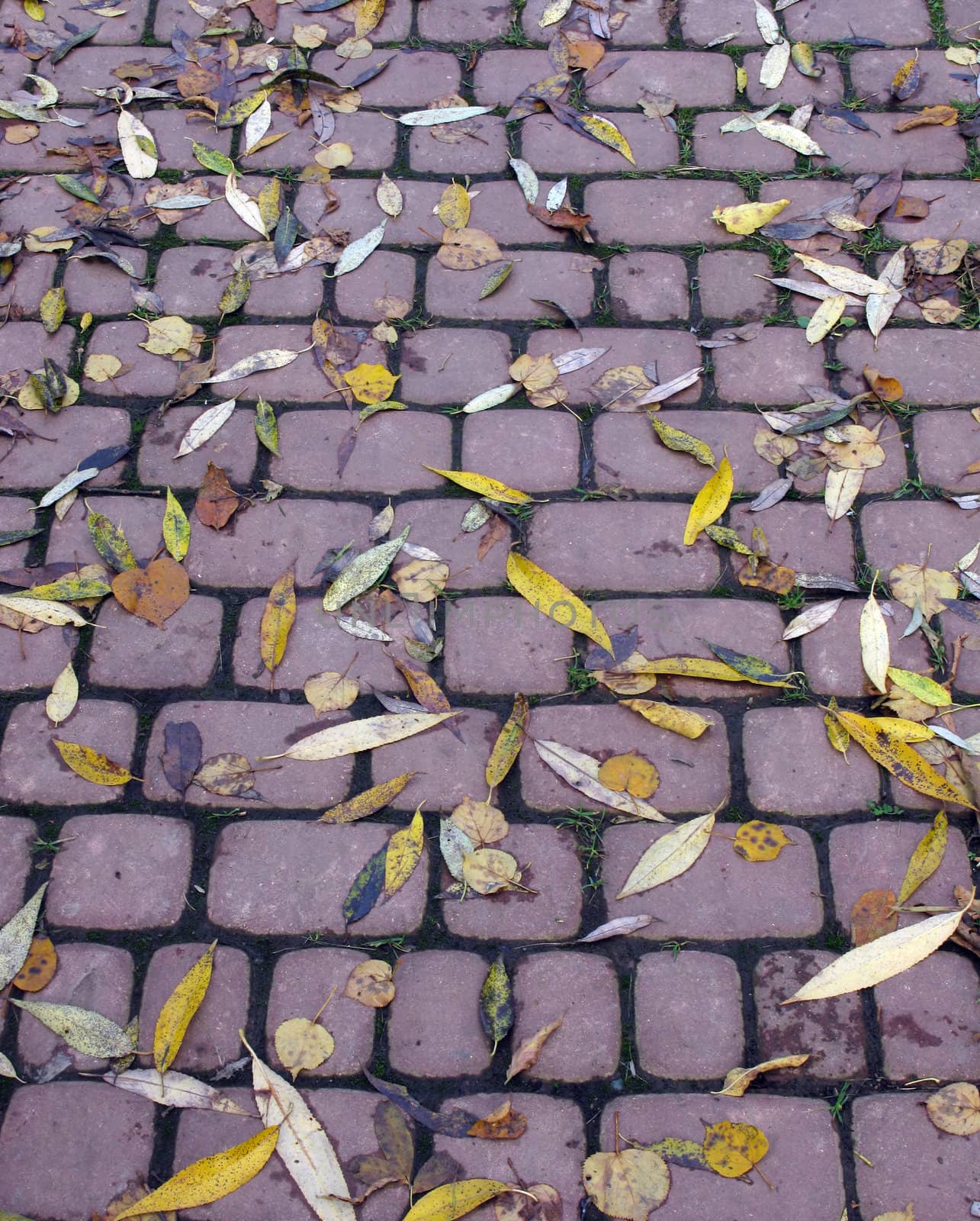 Block pavement with leaves by wander