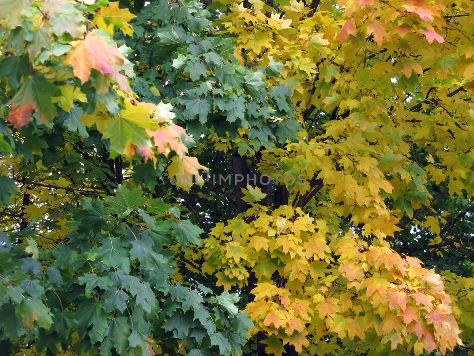 Multicolored maple background in autumn park