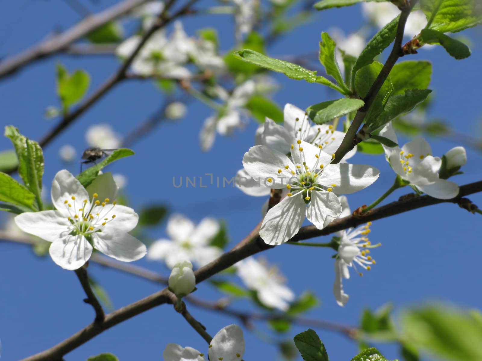 Blooming plum-tree in early springtime