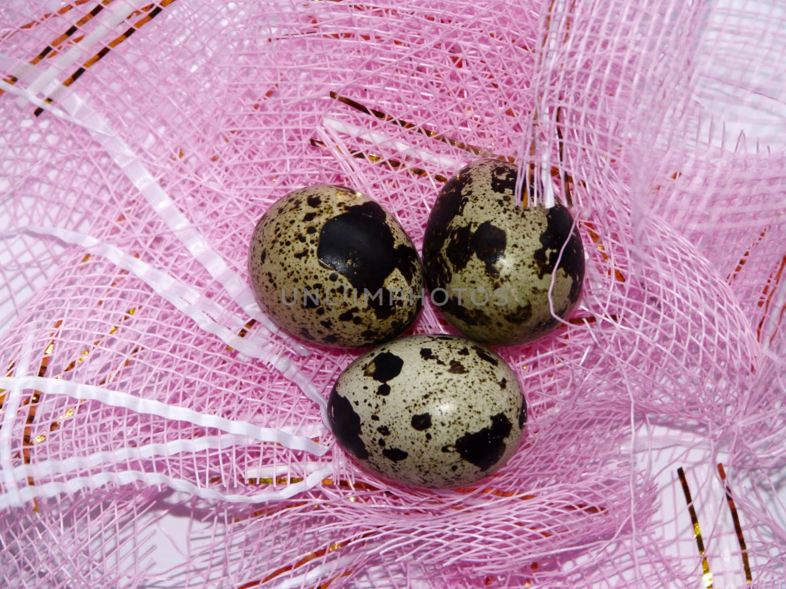 Eggs of a female quail 2 by soloir