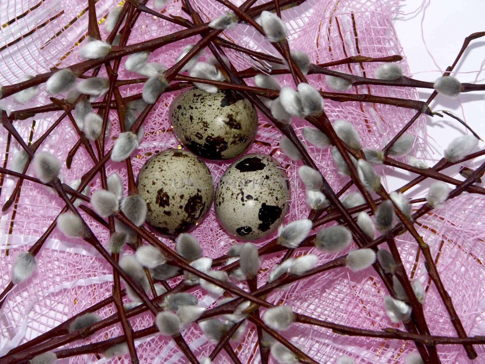 The image of eggs of a female quail and branches of a willow on a pink background