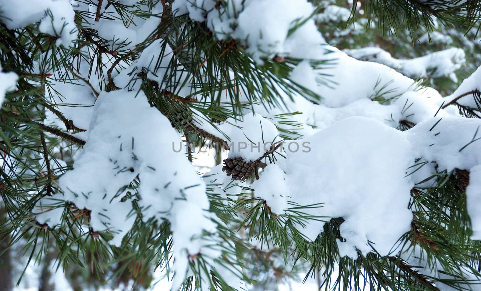 Pine branch under snow by wander
