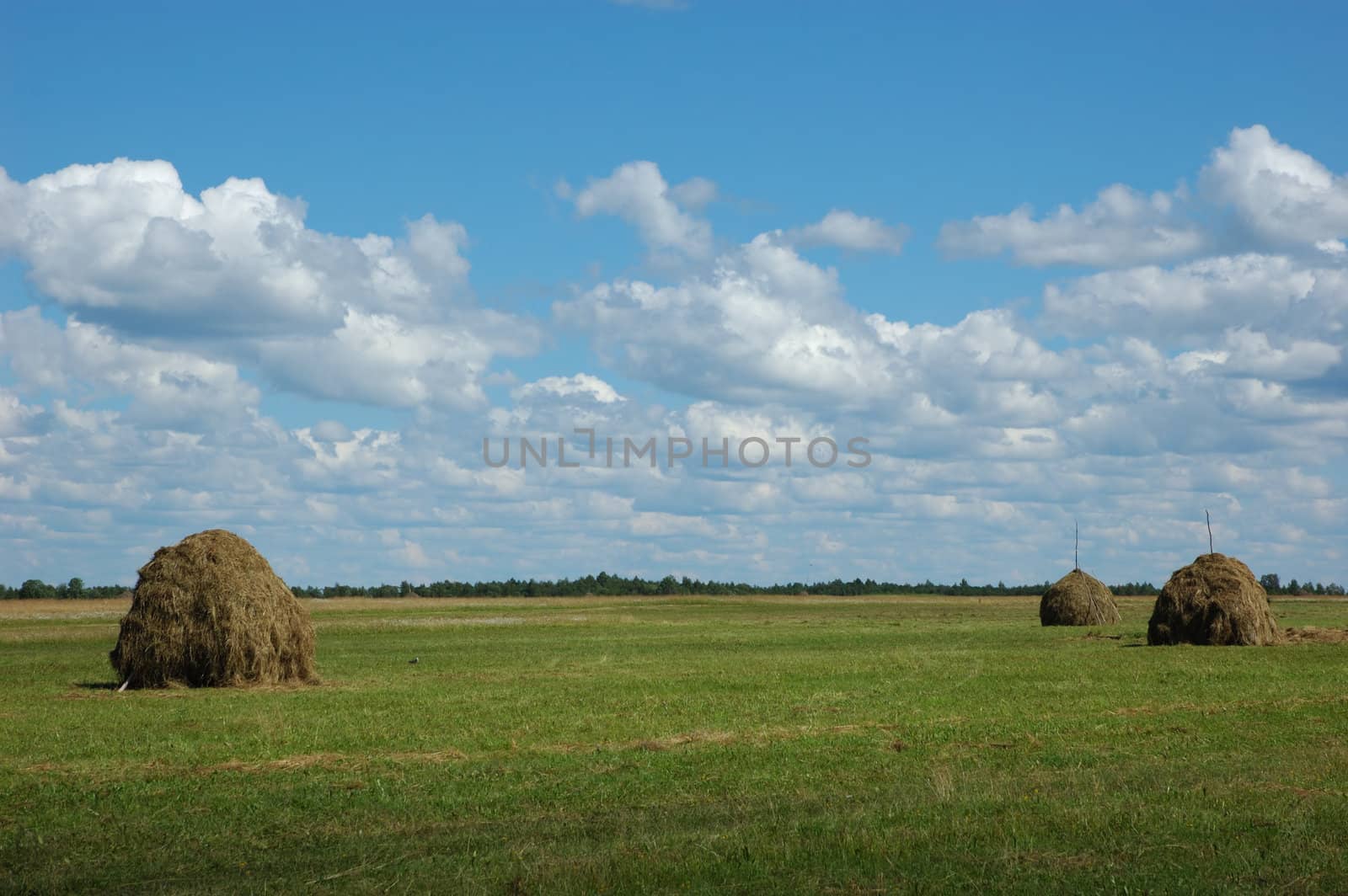 Three hayricks on the meadow by wander