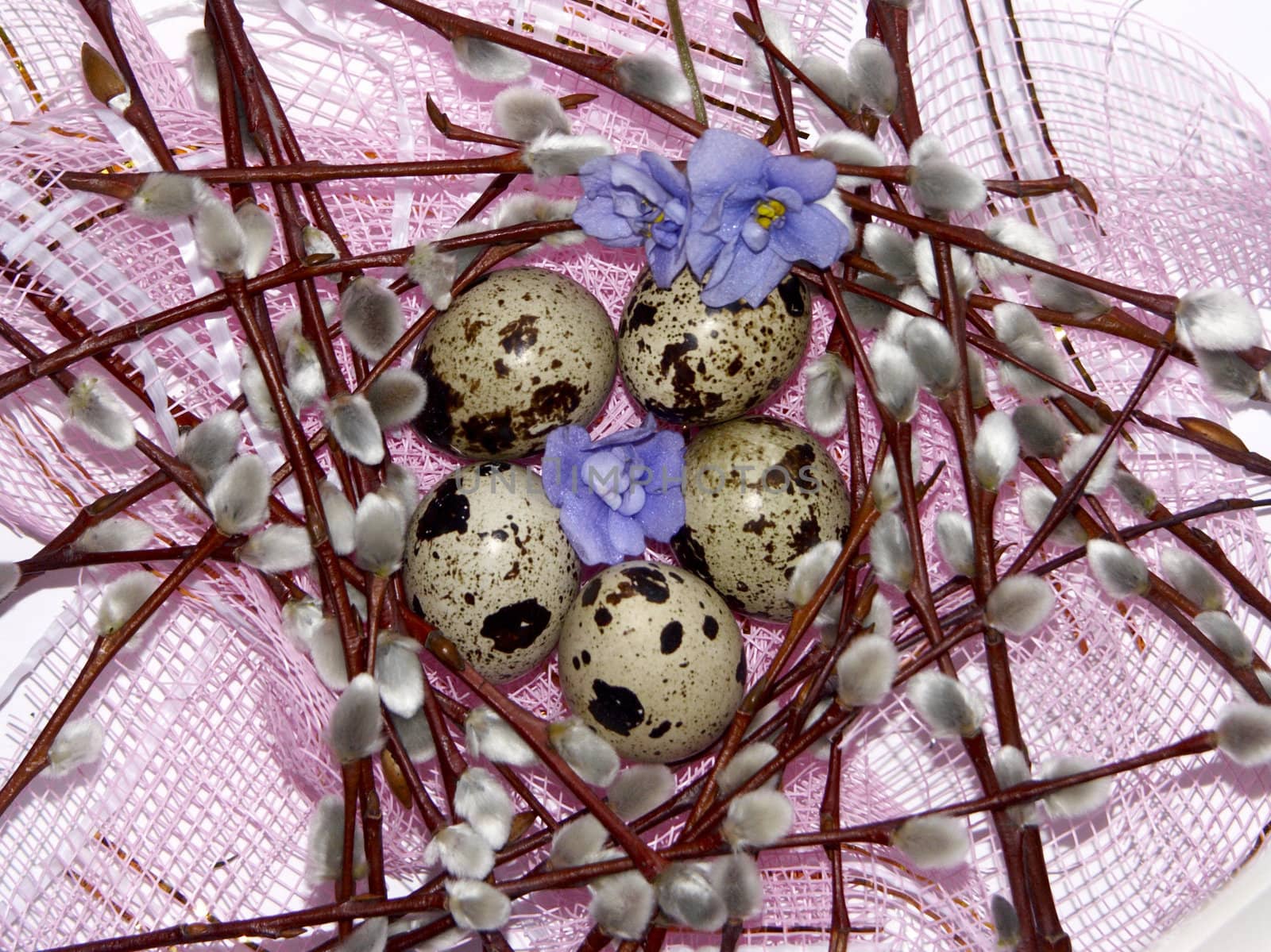 The image of eggs of a female quail, willow and violets on a pink background