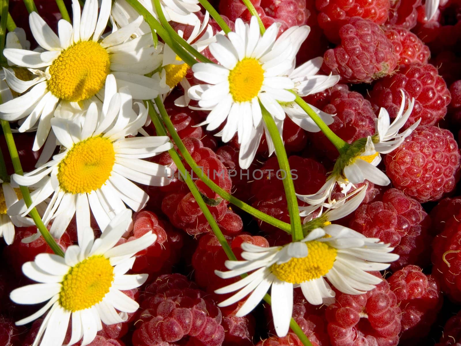 White flowers of a camomile on a background of a plenty of a garden raspberry