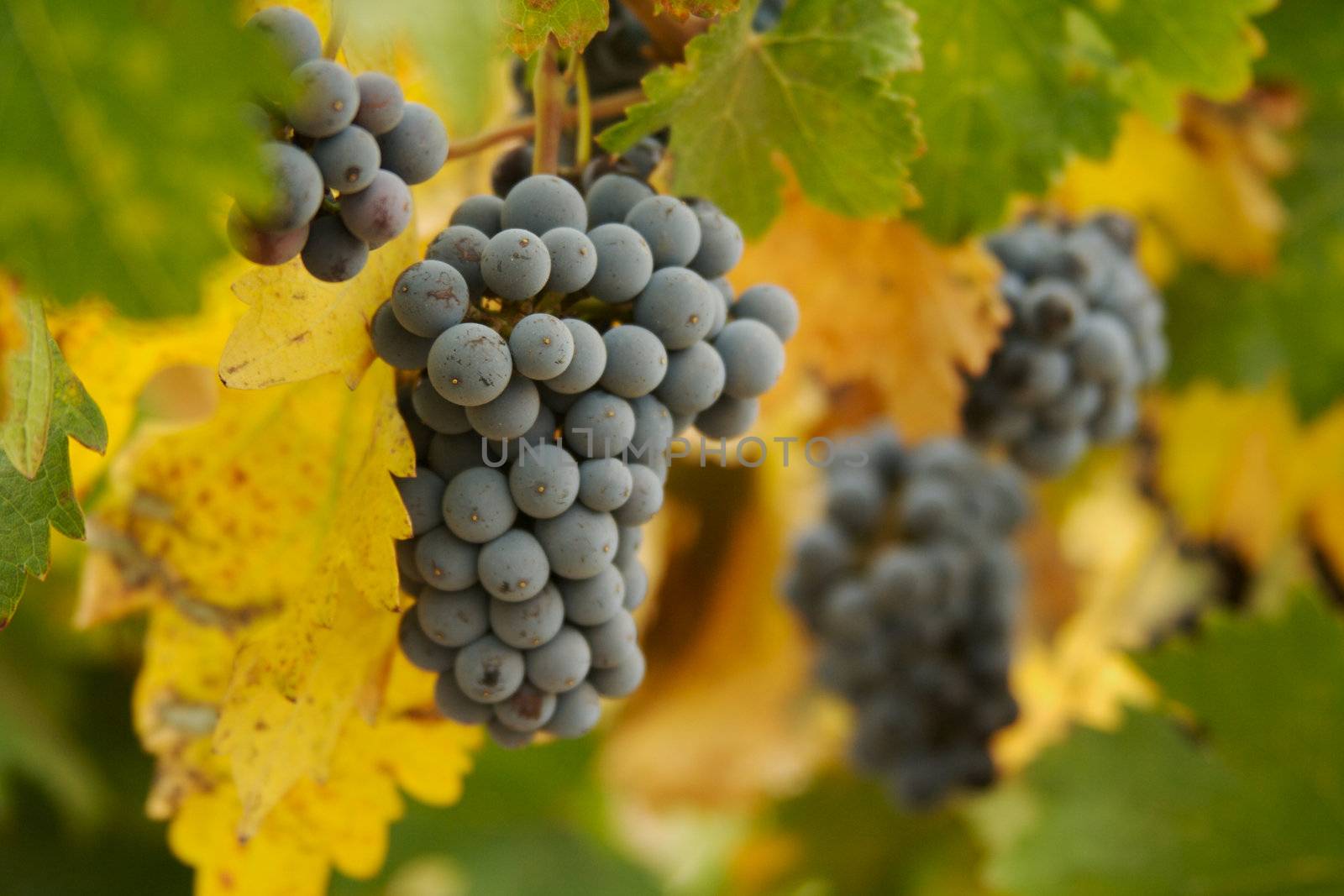 Beautiful Grapes, Leaves & Vines In the Morning Sun