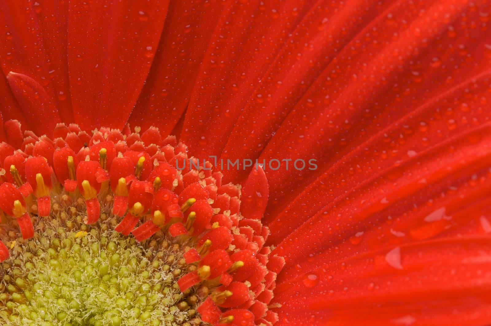Macro Red Gerber Daisy with Water Drops by Feverpitched