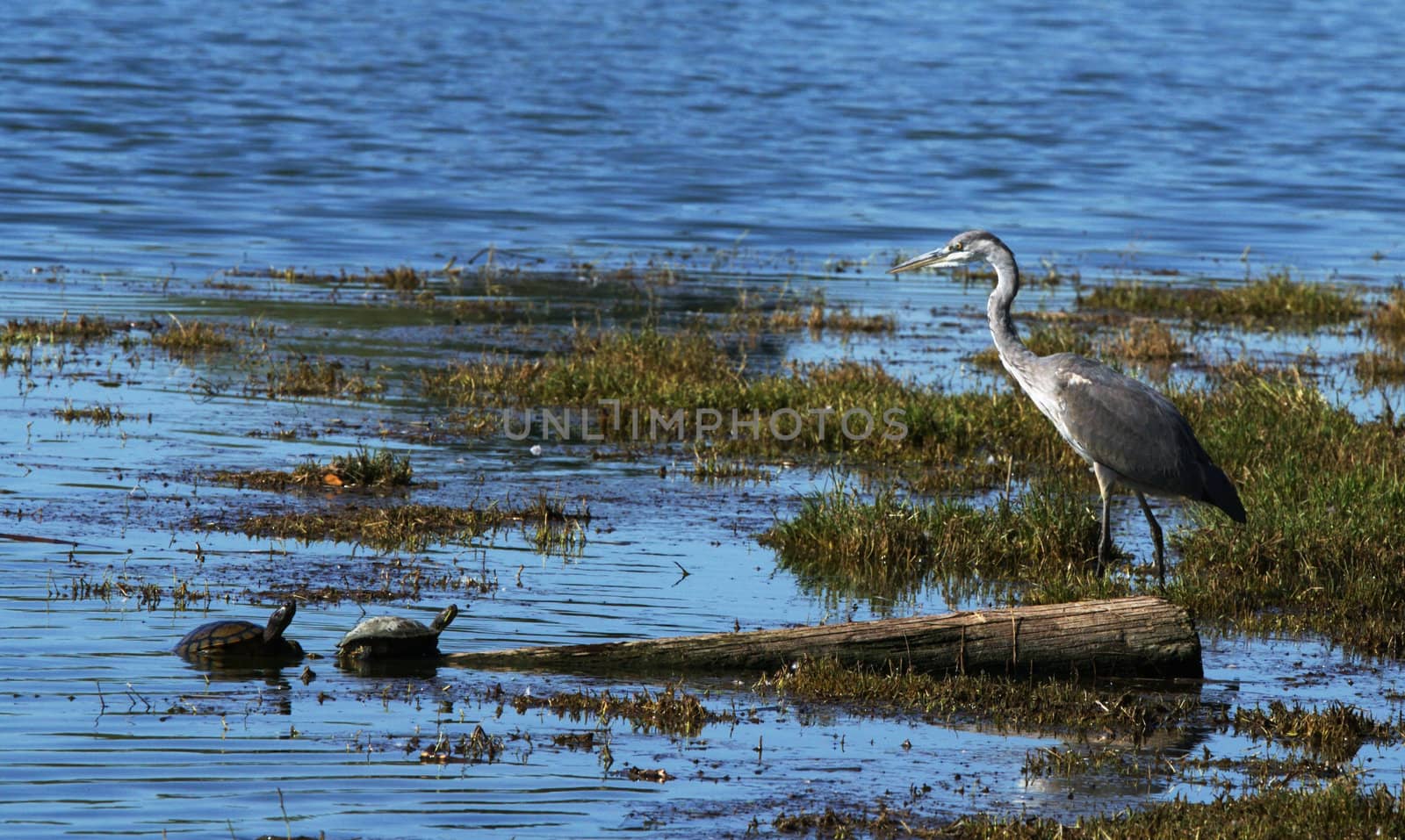 A Gray Heron and two turtles