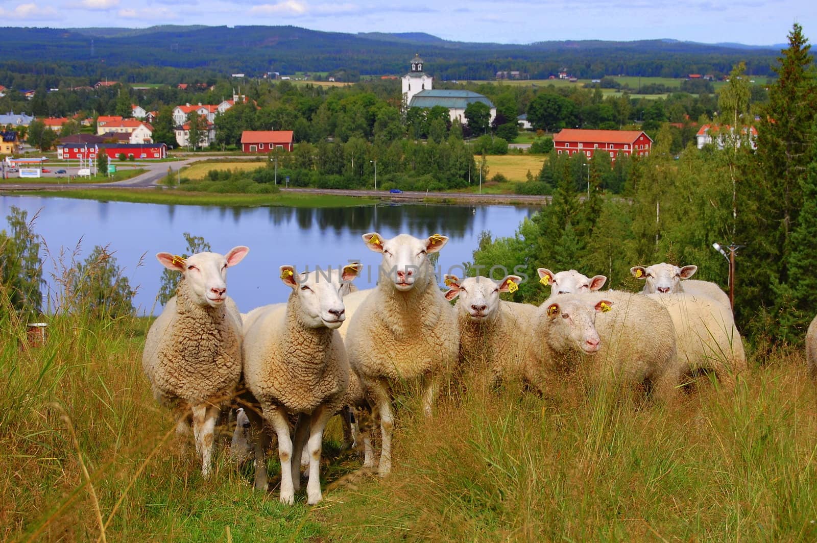 Some curious sheeps in Hälsingland, Sweden with the small community Alfta in the background.