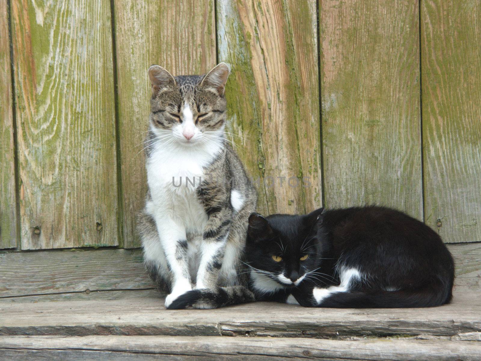 The image of two cats on a background of wooden boards