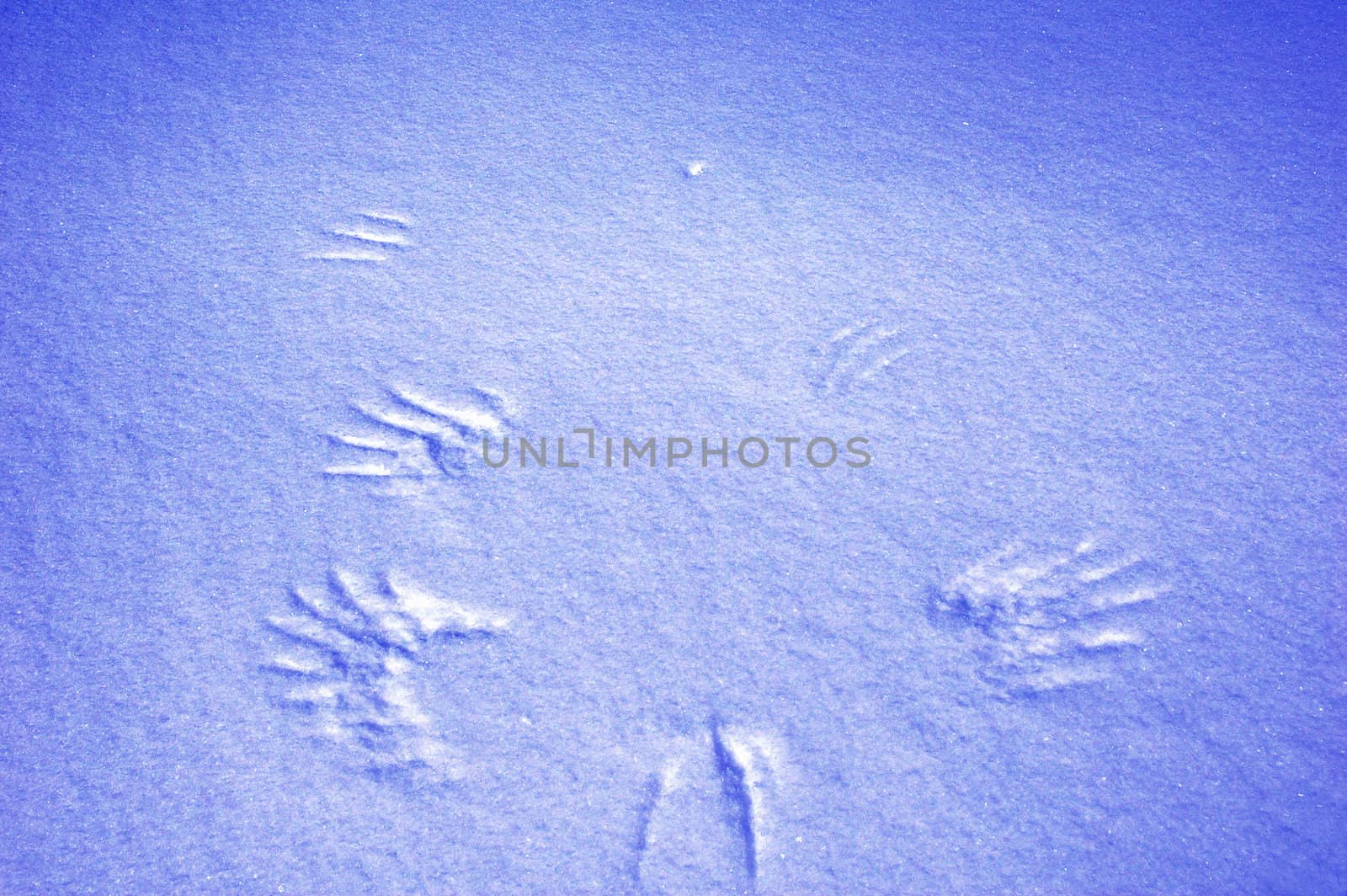 Surface of snow. 
A bird has take off.
Norway.