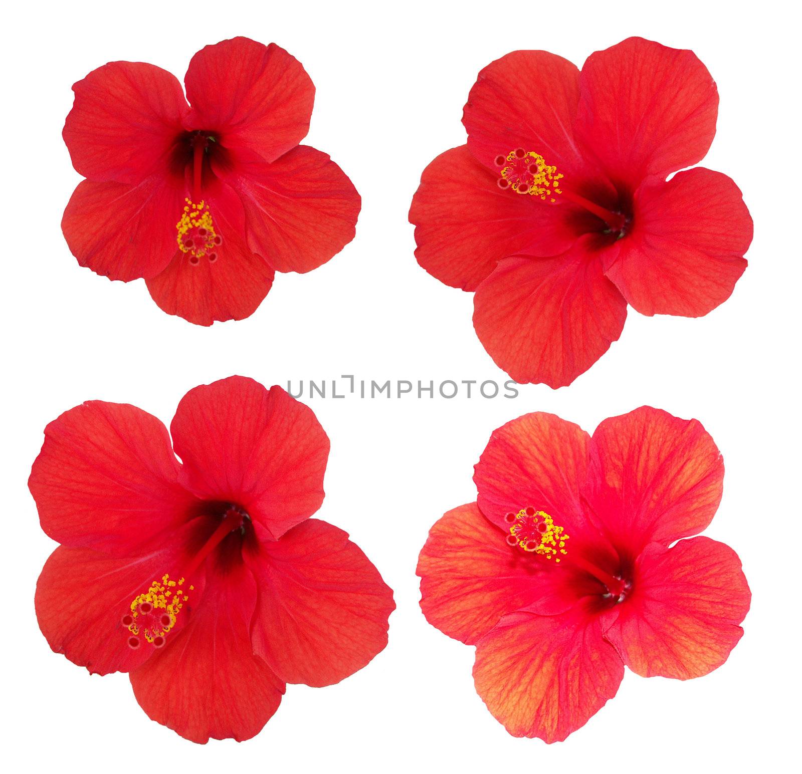 The isolated image of four flowers of hibiscus