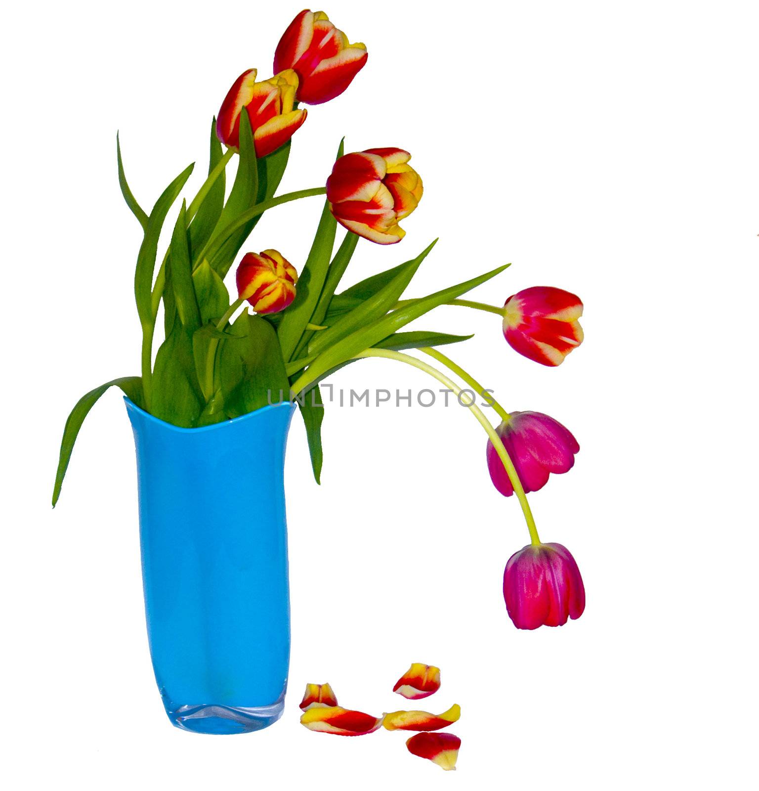 Bouquet of tulips in a vase 4 by soloir