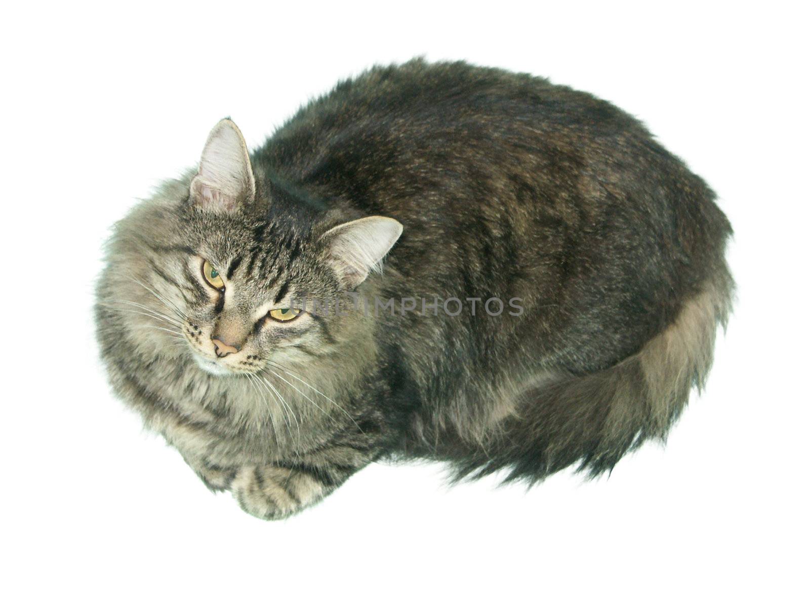 The image of a cat, a kind with top, separately. 