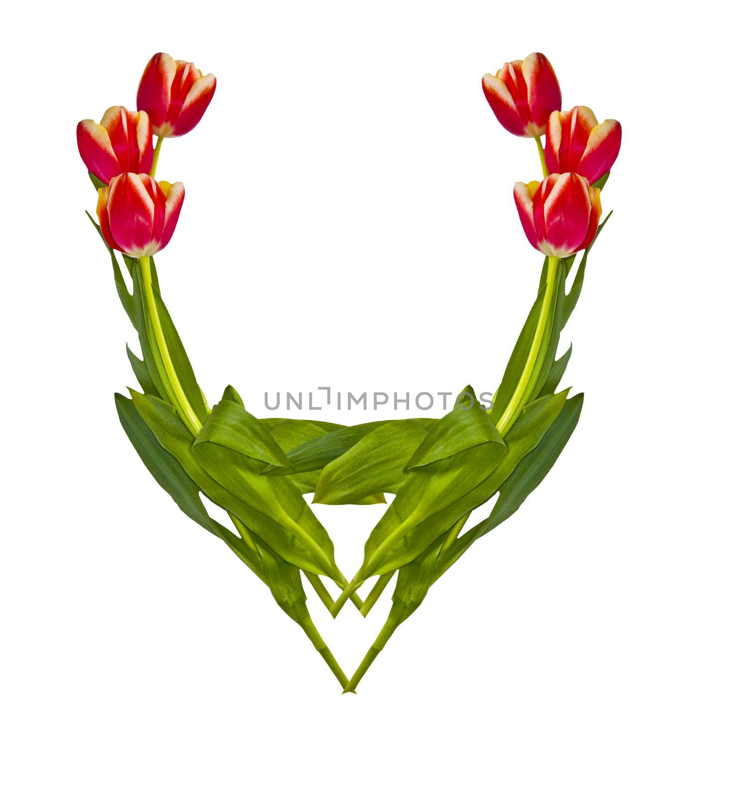 the Image of a vignette from tulips on a white background