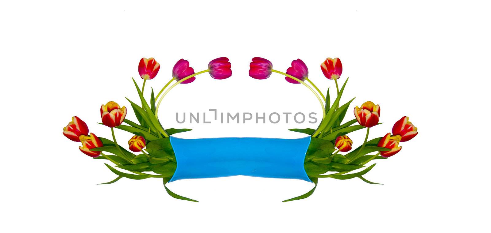 the Image of a vignette from tulips on a white background