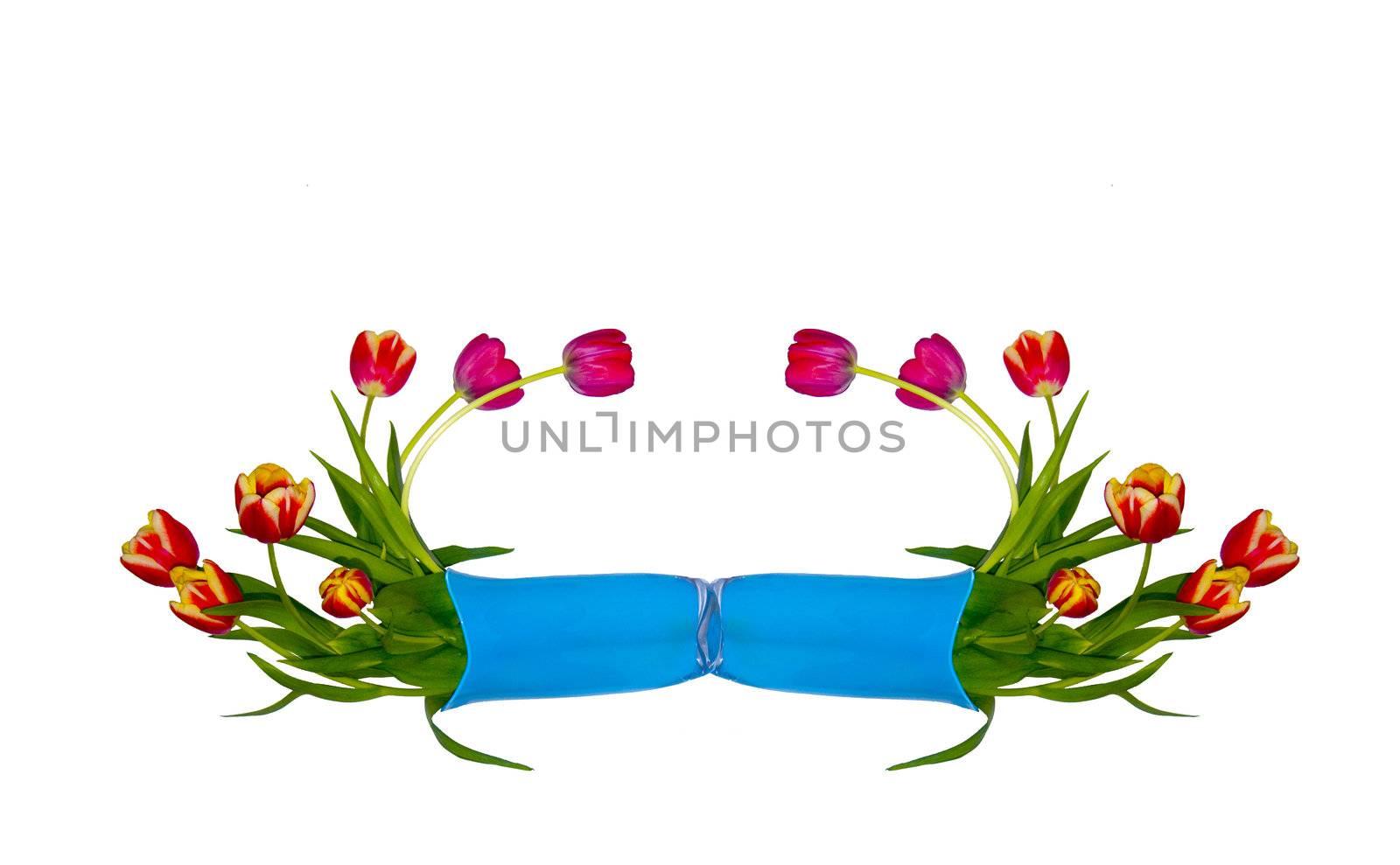 the Image of a vignette from tulips on a white background