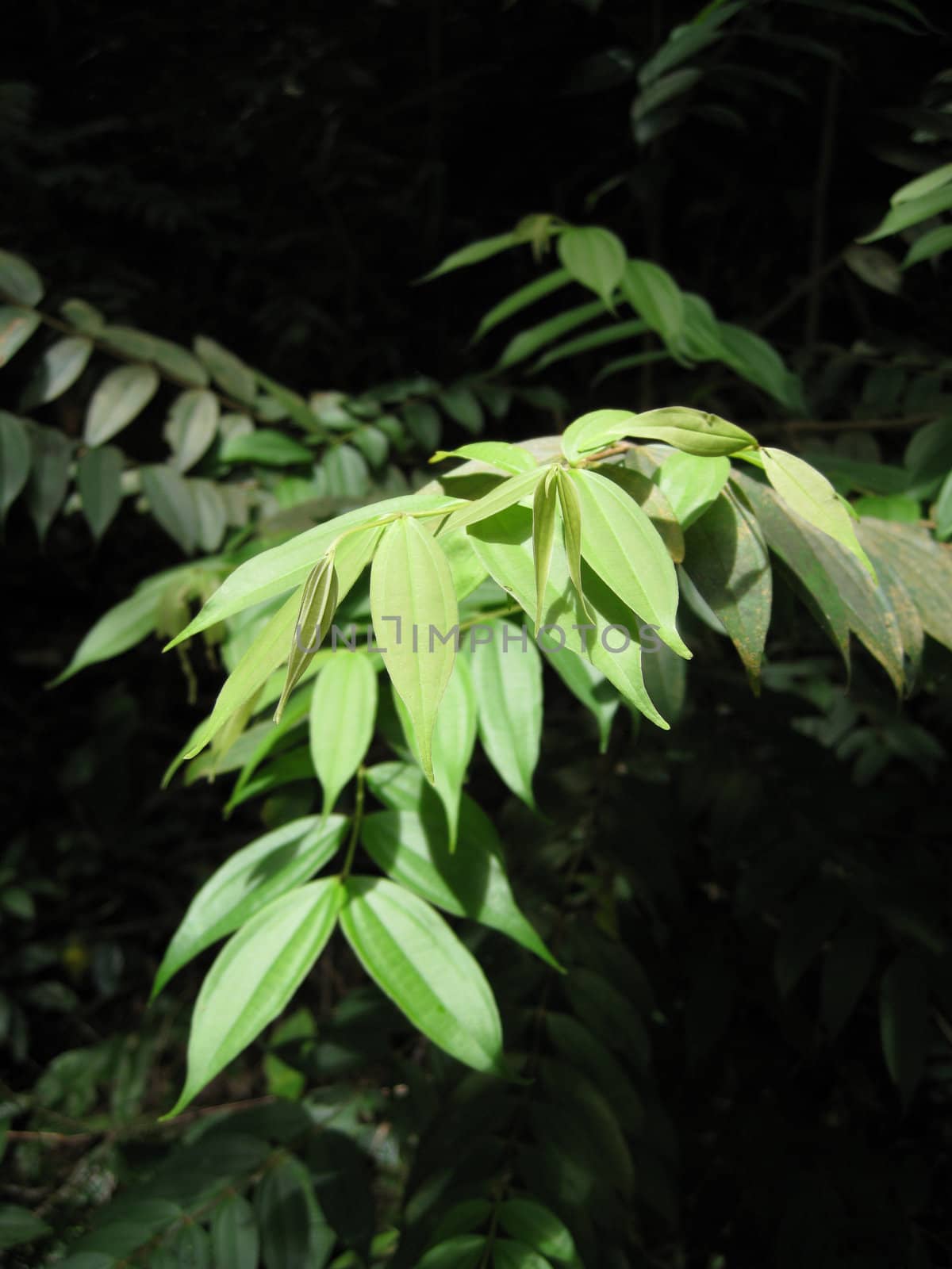 close up for a bunch of leaves in the jungle