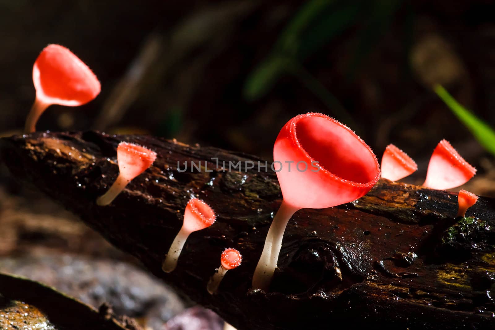 Orange mushroom or Champagne mushroom in rain forest, Thailand.