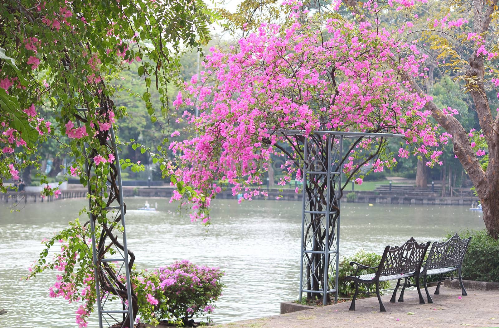 View of two chairs and beautiful bougainvillea flower in the park