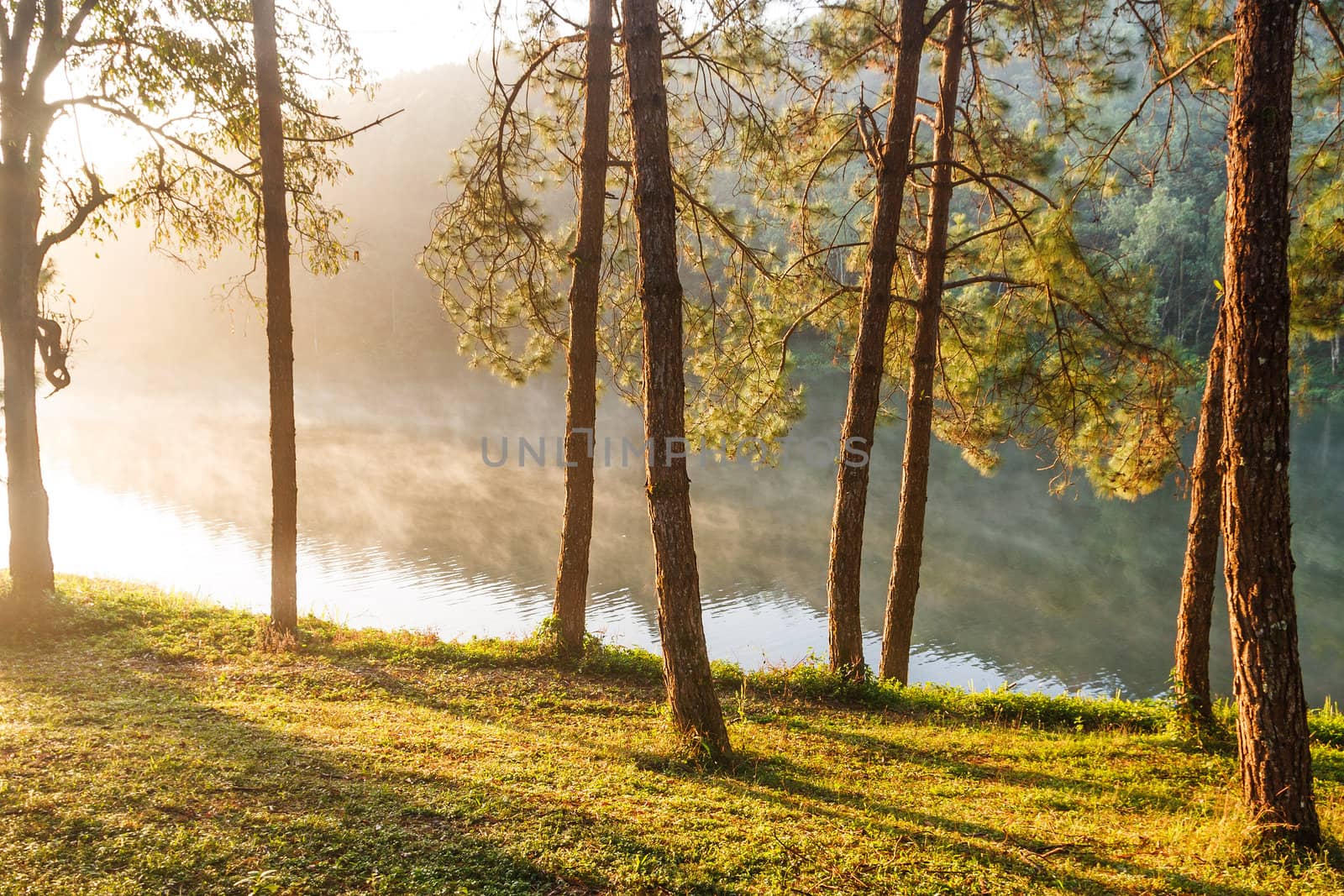 Sunbeams in Natural Spruce Woodland