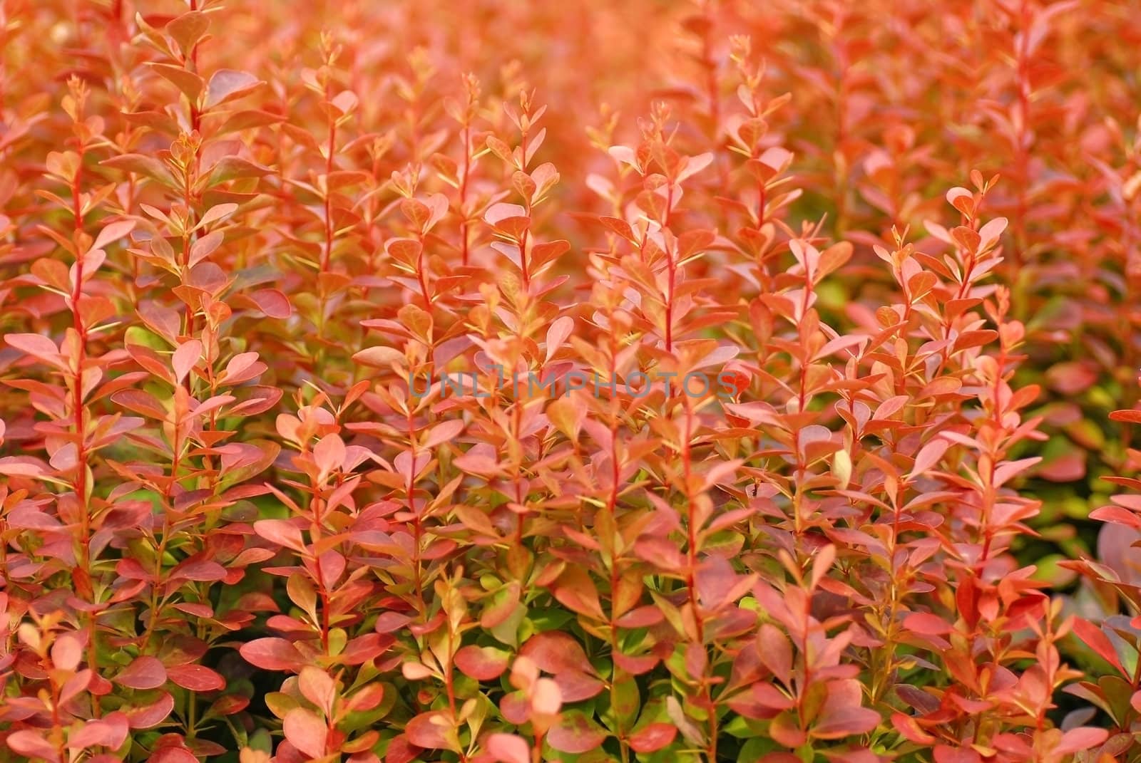 Red plants by Vectorex