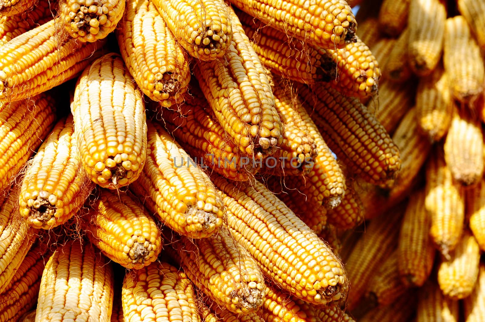 Background of corn cobs, agricultural background
