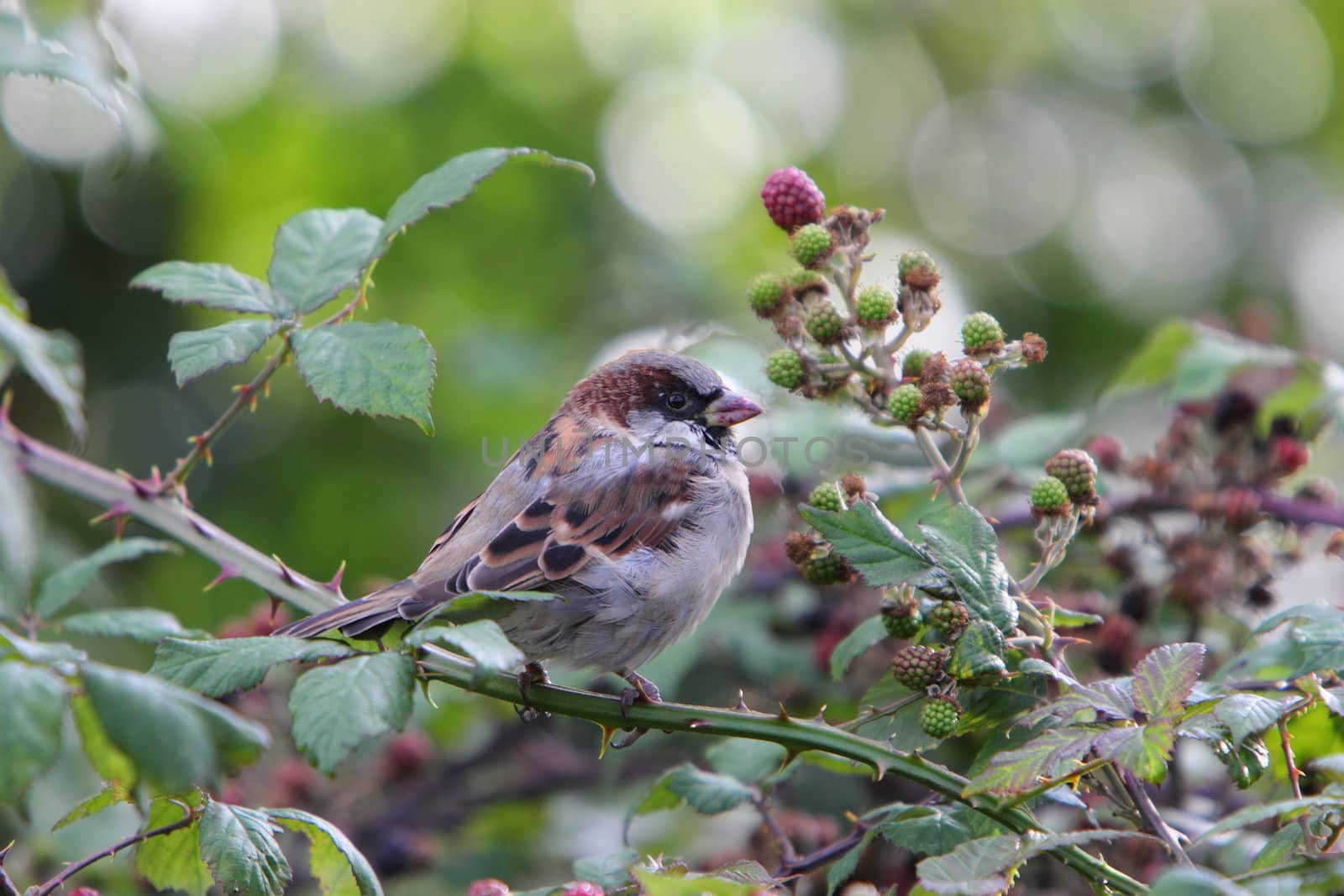 House sparrow